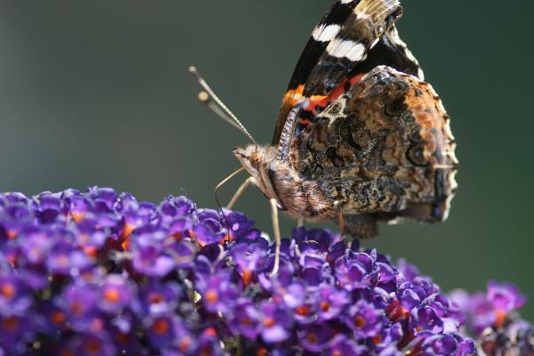 Название: image.jpg
Просмотров: 846
Размер: 34.5 Кб