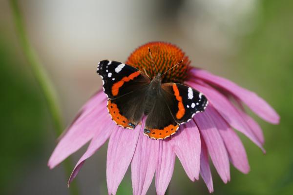 Название: image.jpg
Просмотров: 889
Размер: 22.7 Кб