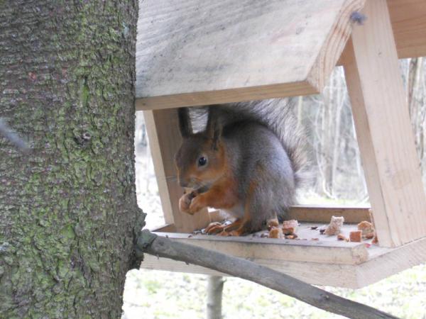 Название: белка.jpg
Просмотров: 908
Размер: 44.2 Кб