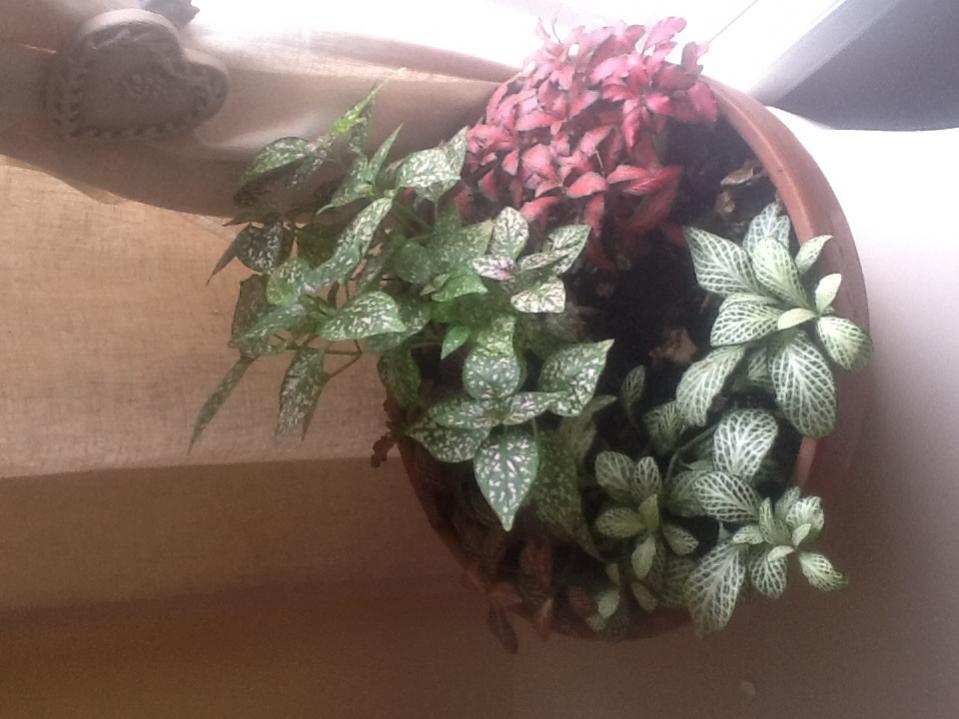 Название: image.jpg
Просмотров: 993
Размер: 69.9 Кб