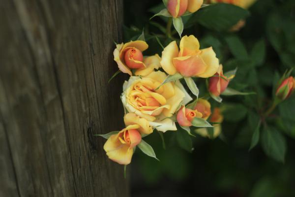 Название: _MG_9522.jpg
Просмотров: 4492
Размер: 23.9 Кб