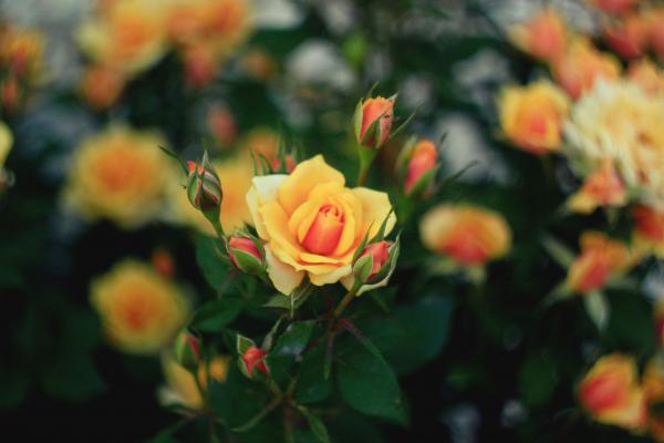 Название: _MG_9519.jpg
Просмотров: 3871
Размер: 25.2 Кб