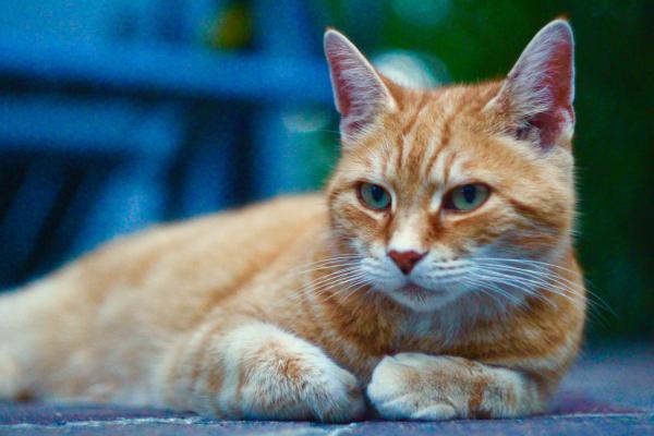 Название: image.jpg
Просмотров: 3714
Размер: 32.2 Кб