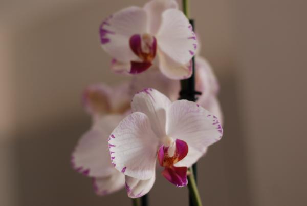 Название: DSC_1999.jpg
Просмотров: 457
Размер: 13.7 Кб