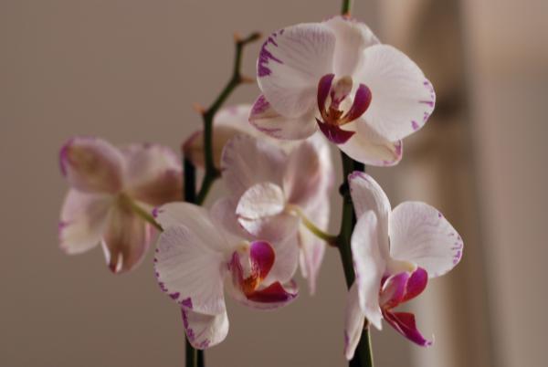 Название: DSC_2000.jpg
Просмотров: 394
Размер: 18.5 Кб