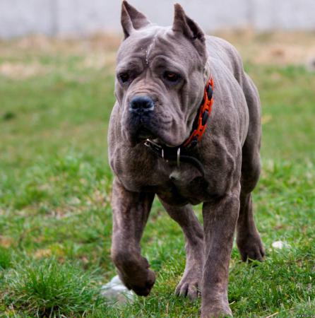 Название: kane korso1.jpg
Просмотров: 700
Размер: 33.8 Кб