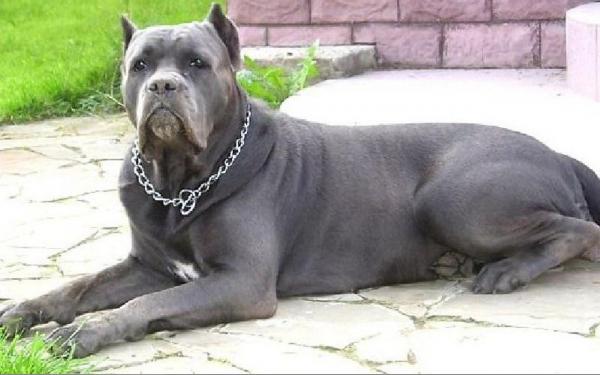 Название: kane korso2.jpg
Просмотров: 486
Размер: 33.6 Кб