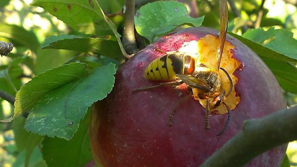 Название: 10686767_10152335717012267_3611888894770688045_n.jpg
Просмотров: 2169
Размер: 33.8 Кб