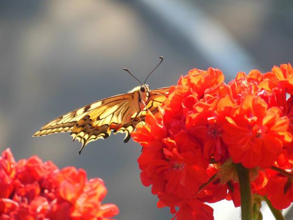 Название: 11951929_10153063087937267_1892597477629631204_n.jpg
Просмотров: 1919
Размер: 31.9 Кб