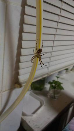 Название: 11998803_10153079774612267_7918449691537396062_n.jpg
Просмотров: 2750
Размер: 13.4 Кб