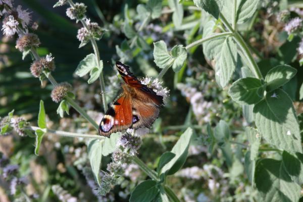Название: P8282248.jpg
Просмотров: 1975
Размер: 44.5 Кб
