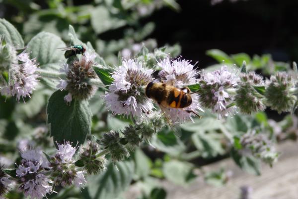 Название: P8282268.jpg
Просмотров: 2824
Размер: 39.9 Кб