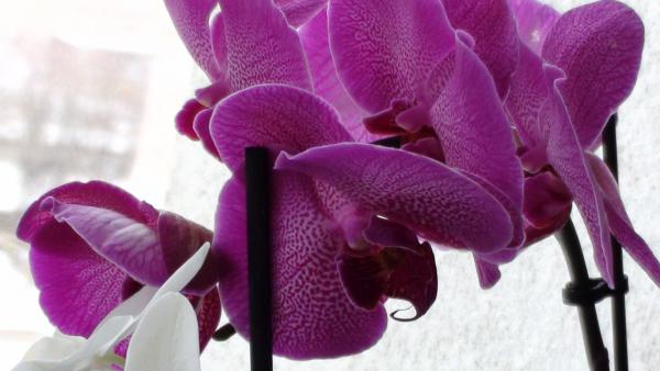 Название: DSC01866.jpg
Просмотров: 576
Размер: 31.5 Кб