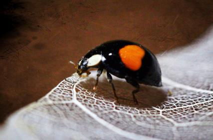 Название: image.jpg
Просмотров: 12250
Размер: 17.9 Кб