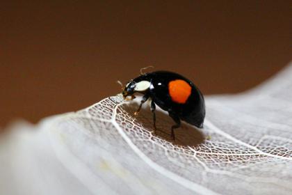 Название: image.jpg
Просмотров: 12290
Размер: 12.2 Кб