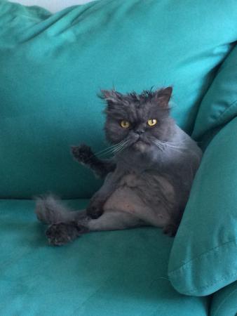 Название: коттт 014.jpg
Просмотров: 229

Размер: 16.4 Кб