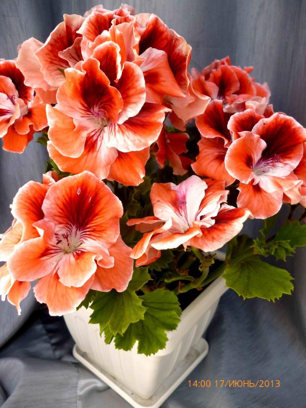 Название: королева (2).jpg
Просмотров: 2988
Размер: 79.8 Кб