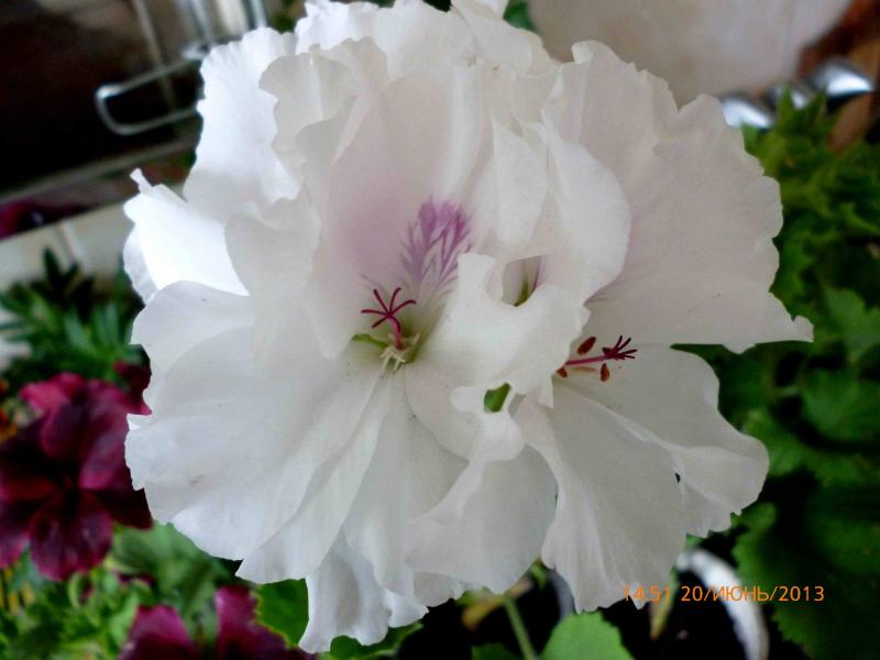 Название: королева (1).jpg
Просмотров: 2865
Размер: 43.7 Кб