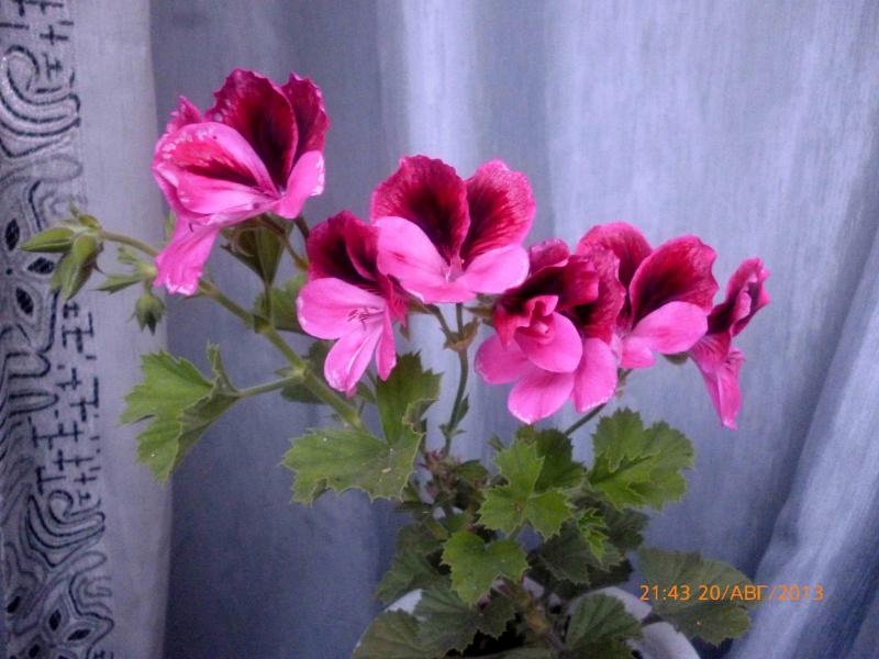 Название: королева (3).jpg
Просмотров: 2927
Размер: 61.5 Кб