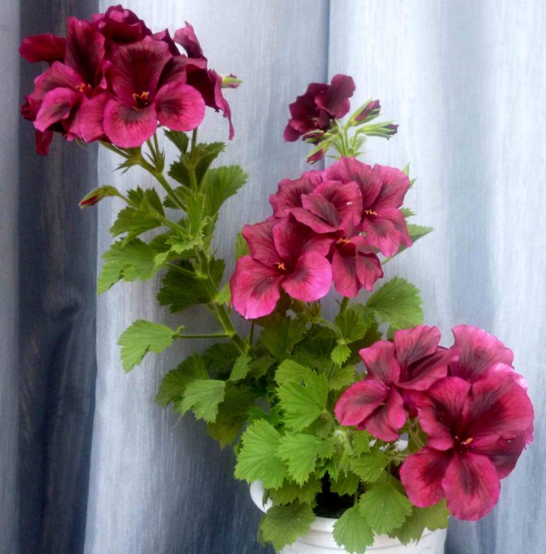 Название: королева б (4).jpg
Просмотров: 2864
Размер: 77.1 Кб