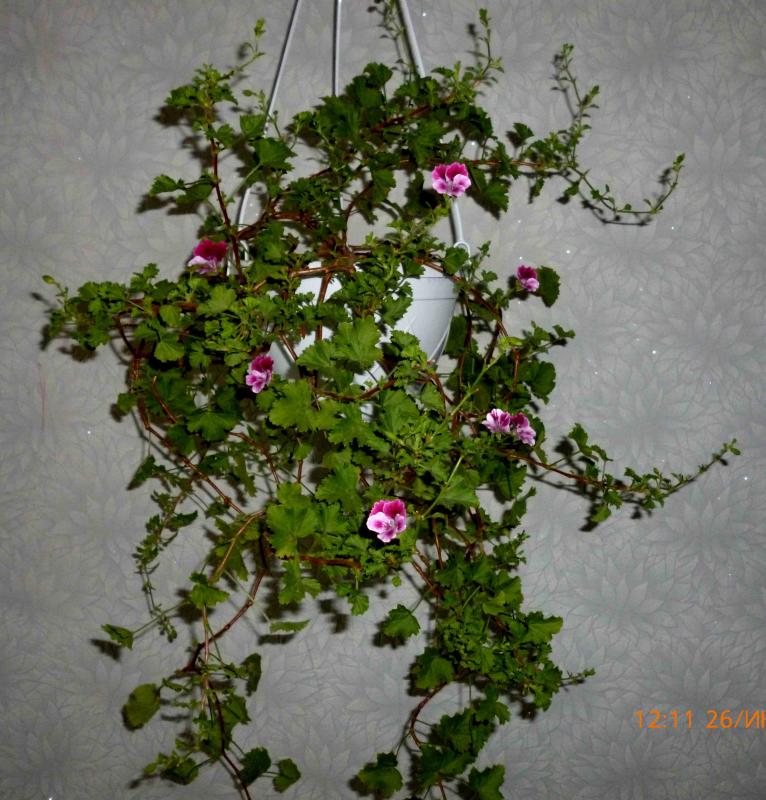 Название: ангел (4).jpg
Просмотров: 1769
Размер: 97.1 Кб