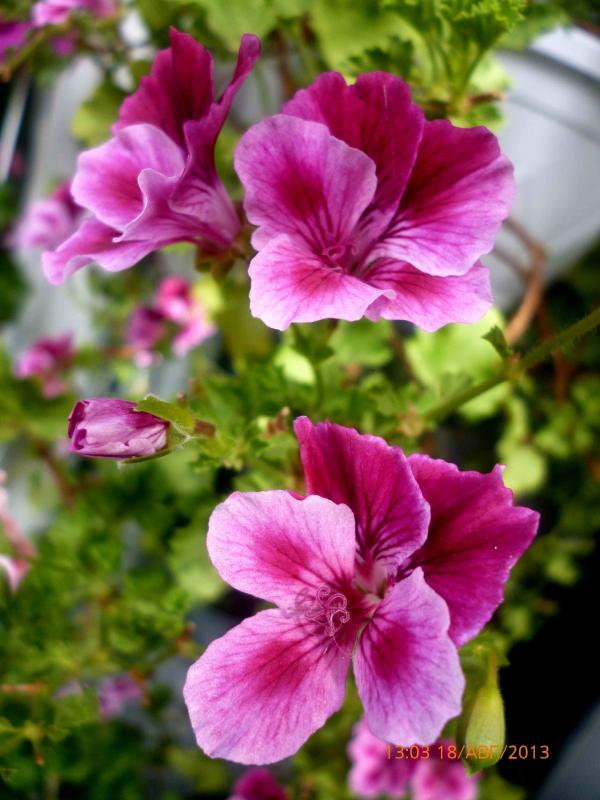 Название: ангел (6).jpg
Просмотров: 2318
Размер: 63.2 Кб