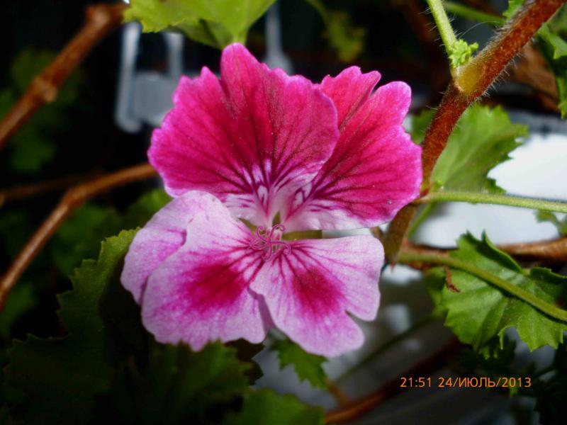 Название: ангел (8).jpg
Просмотров: 2829
Размер: 54.7 Кб