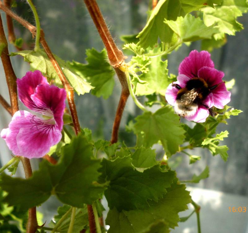 Название: ангел (7).jpg
Просмотров: 2324
Размер: 75.7 Кб