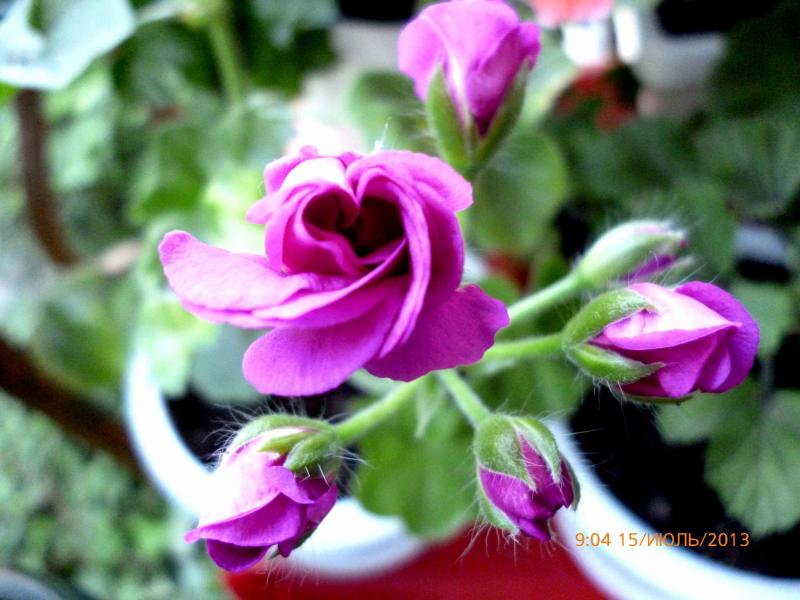 Название: плюшка (2).jpg
Просмотров: 1860
Размер: 61.3 Кб