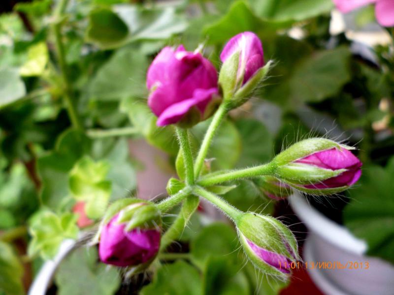 Название: плюшка (3).jpg
Просмотров: 2371
Размер: 56.7 Кб