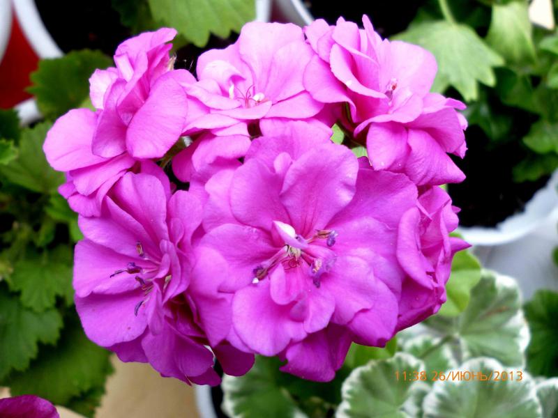 Название: плюшка.jpg
Просмотров: 2530
Размер: 65.4 Кб