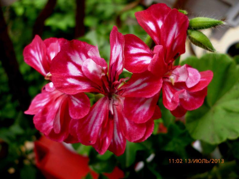 Название: плюшка а.jpg
Просмотров: 2421
Размер: 55.9 Кб