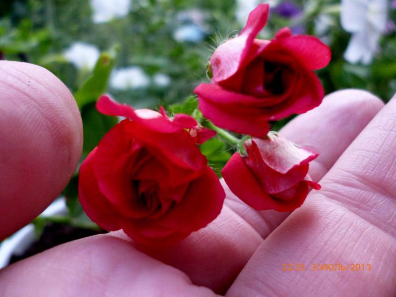 Название: плюшка б.jpg
Просмотров: 1892
Размер: 50.6 Кб