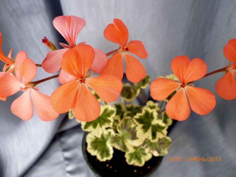 Название: пестрая.jpg
Просмотров: 2201
Размер: 48.7 Кб