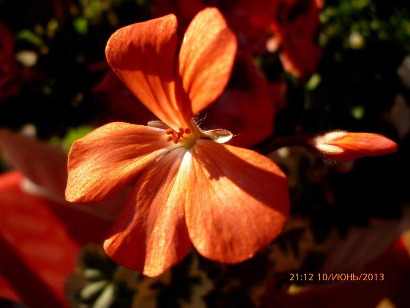 Название: пестрая (2).jpg
Просмотров: 2267
Размер: 45.8 Кб