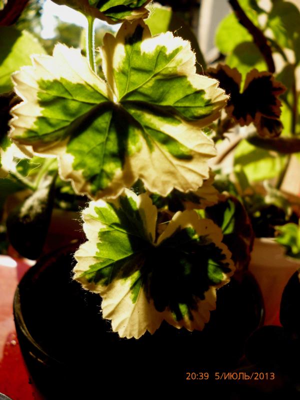 Название: пестрая (3).jpg
Просмотров: 2338
Размер: 60.1 Кб