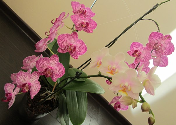 Название: орхидеи.jpg
Просмотров: 2982

Размер: 55.8 Кб