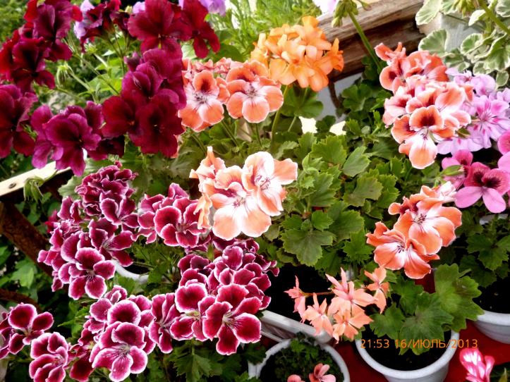 Название: P1000694.jpg
Просмотров: 1799
Размер: 102.8 Кб