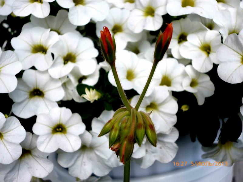 Название: стеллар (2).jpg
Просмотров: 1091
Размер: 57.8 Кб