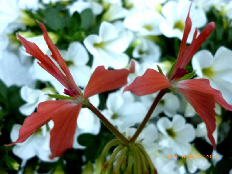 Название: стеллар (3).jpg
Просмотров: 1132
Размер: 56.4 Кб