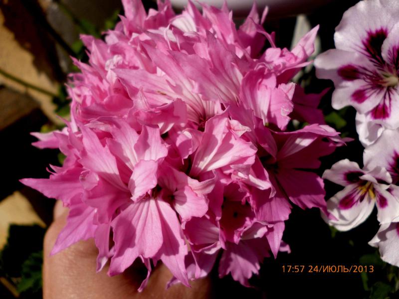 Название: P1000745.jpg
Просмотров: 1122
Размер: 64.8 Кб