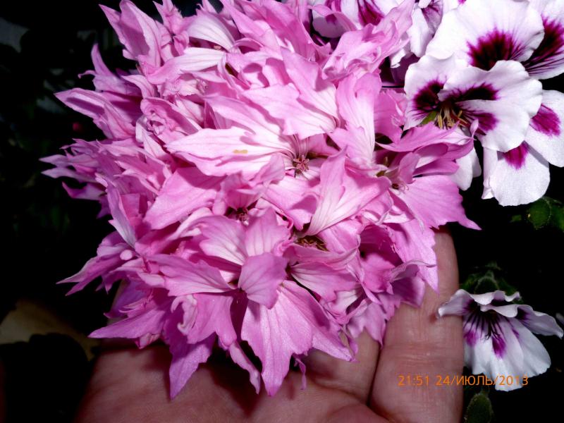 Название: P1000756.jpg
Просмотров: 1113
Размер: 74.2 Кб