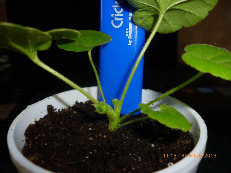 Название: P1000621.jpg
Просмотров: 1115
Размер: 49.1 Кб