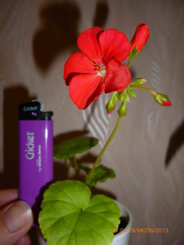 Название: зонал (2).jpg
Просмотров: 1117
Размер: 37.5 Кб