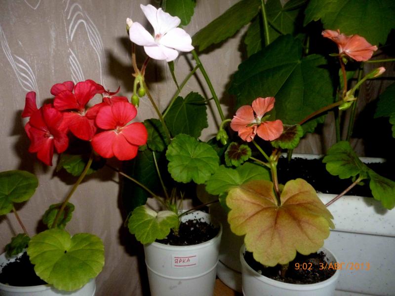 Название: P1000837.jpg
Просмотров: 1405
Размер: 64.1 Кб