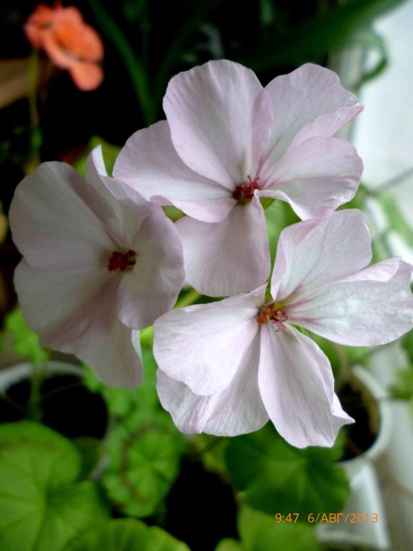 Название: зонал.jpg
Просмотров: 1346
Размер: 45.0 Кб