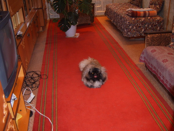 Название: SV500097.JPG
Просмотров: 1170
Размер: 74.7 Кб