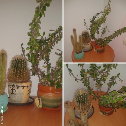 Название: c_7109a1acf405d105a813ab8c10951dad.jpg
Просмотров: 1220
Размер: 64.2 Кб