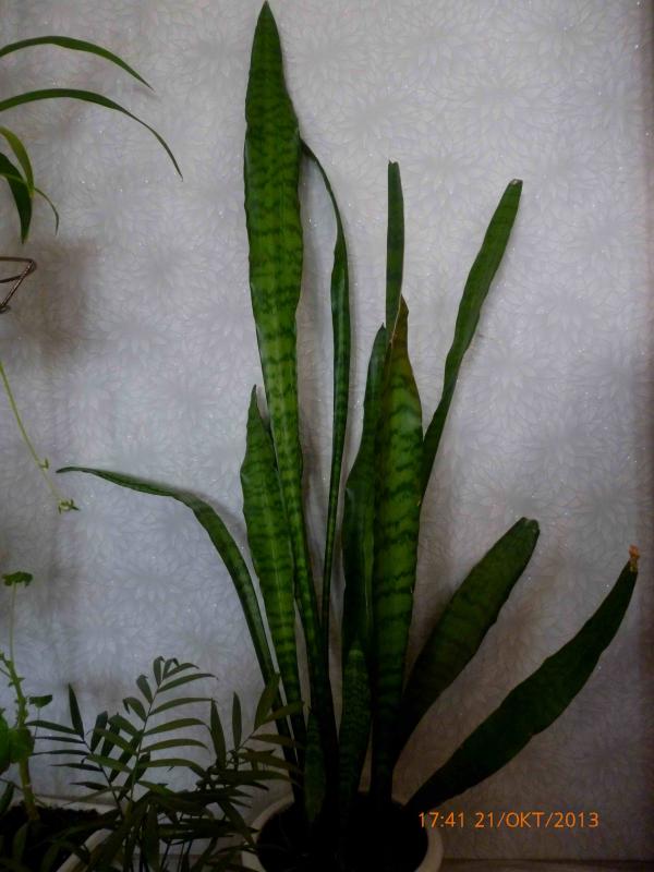 Название: Сансевьера, щучий хвост.jpg
Просмотров: 1379
Размер: 55.1 Кб