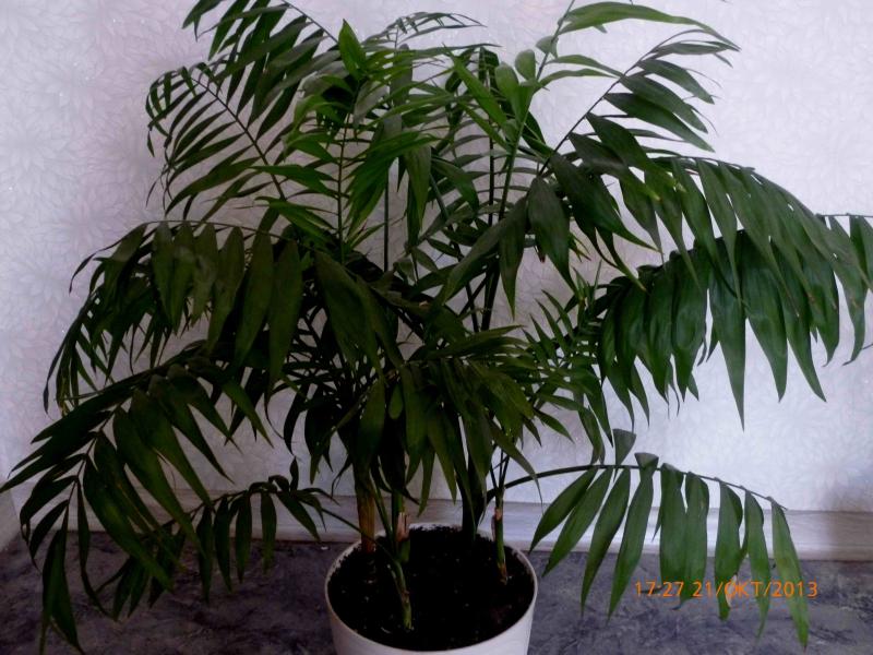 Название: Хамедорея.jpg
Просмотров: 1746
Размер: 81.3 Кб